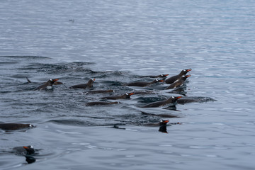 Fototapeta premium Gentoo penguins swimming in water in Antarctica