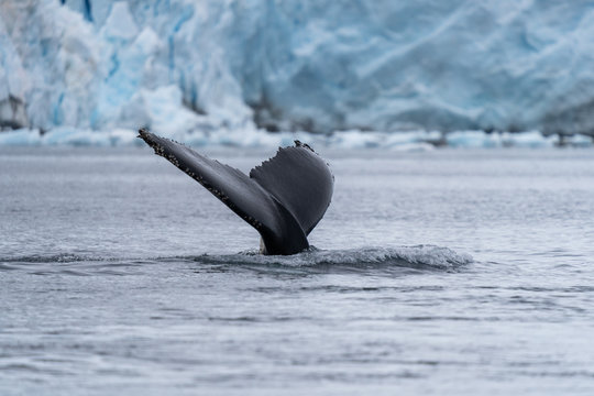 Humbpack whale in Paraside Bay, Antarctica