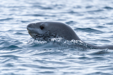 Leopard Seal swimming in water in Antarctica © David Katz