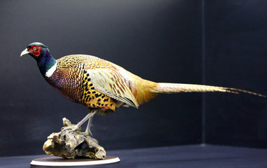 Photo of a wild pheasant on black background