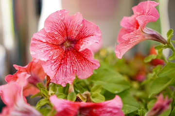 Rosa Hibiskus blüht bei Tag © Andreas Angles
