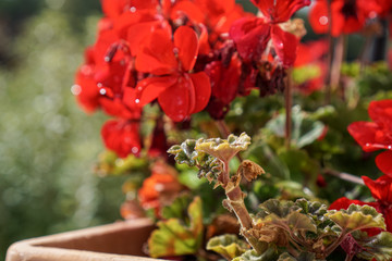 Knospe vor aufblühenden roten Blumen