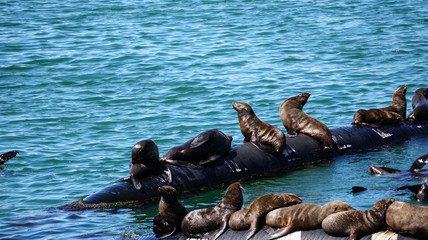 Wild seals laying in the sun of South Africa harbour floating tube