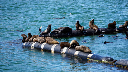 Wild seals laying in the sun of South Africa harbour floating tube