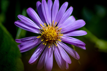 Obraz premium closeup of purple flower