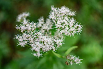 Flower in park