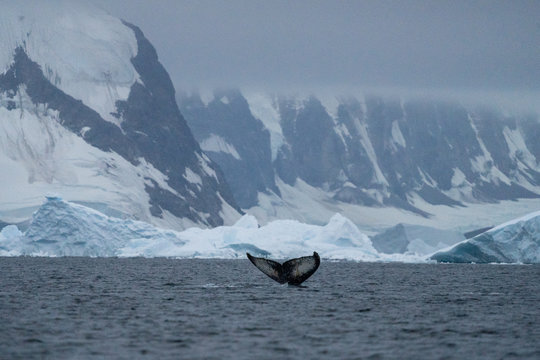 Humpback Whale Tale In Antarctica