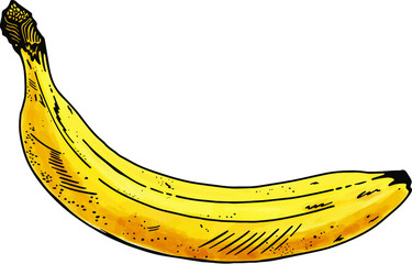 Hand-drawn banana in vector on white background