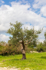The olives tree