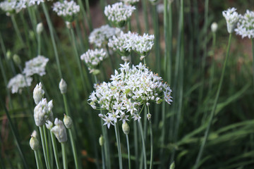 Closeup of white flowers of the garlic chives ,Allium tuberosum . Medicinal plants, herbs in the organic garden . Blurred background.