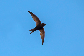 Black swift flying on the blue sky. Common Swift (Apus apus).