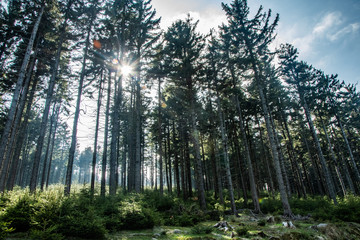 Fototapeta premium Forest trail