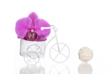 phalaenopsis flower with candy on a white background