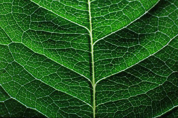 Macro shot of a flower petal with splashes and drops of water. Texture of leaf and petal on a background of blurry splashes.