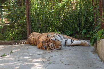 Big tiger lying on a concrete surface in a cage