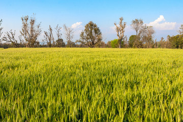 Green wheat field, beautiful green cereal field background