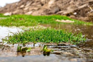 Grass in the Water