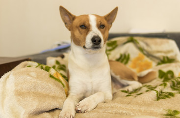 Indoor portrait of mature basenji dog lying on a bedspread while resting
