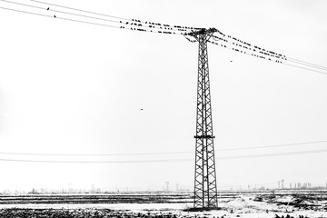Lamppost and Birds in Snow