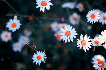 Wild flower. Little flowers on a green meadow.
