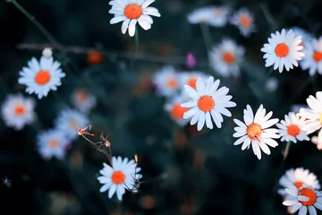 Fototapeten Wilde Blume. Kleine Blumen auf einer grünen Wiese. © alexkich