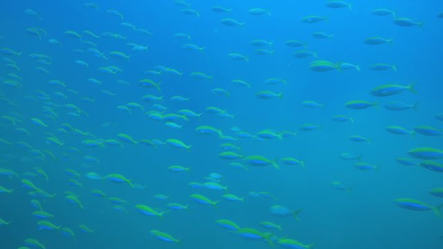 Fish underwater in ocean 