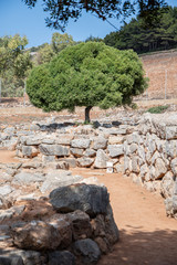 Tree on rock wall © Patryk