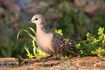 Spotted dove sitting on surface, blur background, close-up