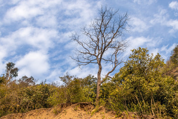 Fototapeta na wymiar Tree without leaf on background of blue sky