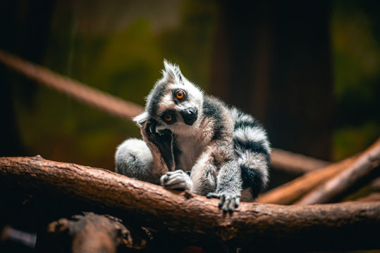 lemur on a tree looking cute