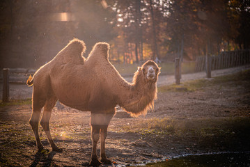 Camel standing in sunset