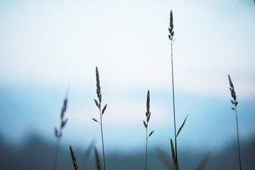 Obraz premium Fog in the field. Evening nature summer with white fog.