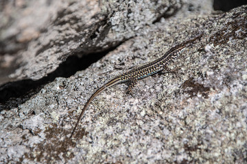 Lizard on rocks © Patryk