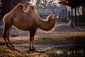 Camel standing in sunset