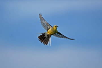 Citrine Wagtail (Motacilla citreola) in flight