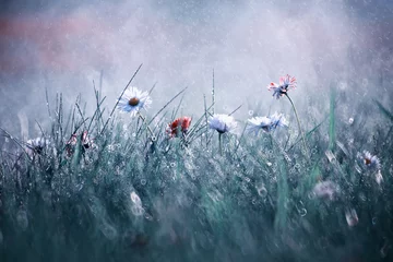 Gardinen Wild flower. Little flowers on a green meadow. © alexkich