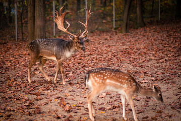 red deer in the autumn forest