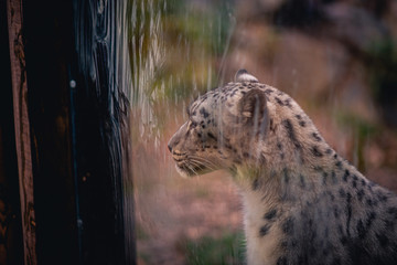 Sad snow leopard kept captive, stareing onto glass