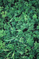 Bright spring greens at dawn in the forest. Nature comes to life in early spring.