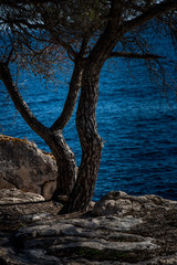 the tree on the on the coastline of the island of mallorca with the blue colored water of the Mediterranean Sea