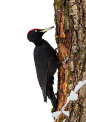 Вlack woodpecker (Dryocopus martius) isolate on a white background.
