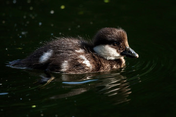 Duckling on the lake. Common goldeneye (Bucephala clangula).