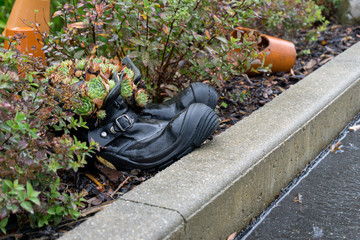 Hauswurz wächst aus Schuhen am Straßenrand