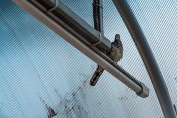 Pigeon