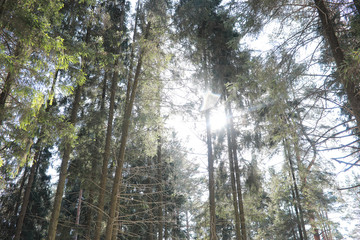 The tops of evergreen trees against the sky