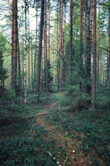Bright spring greens at dawn in the forest. Nature comes to life in early spring.