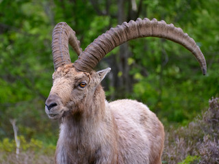Closeup male Alpine ibex (Capra ibex) in the mountains of the Alps from around chamonix-Mont-blanc in France