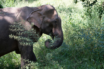Elephant eating © Patryk