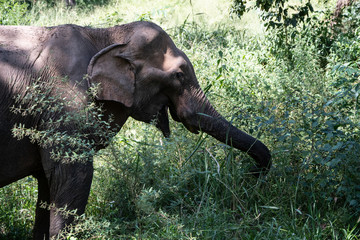 Elephant eating © Patryk