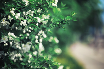 Bright spring greens at dawn in the forest. Nature comes to life in early spring.